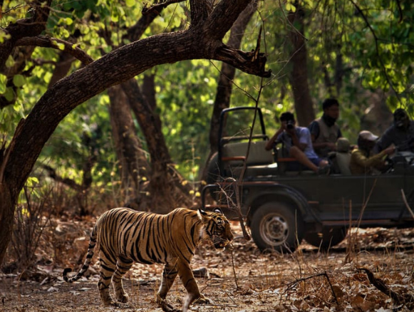 Jim Corbett Safari Booking Package